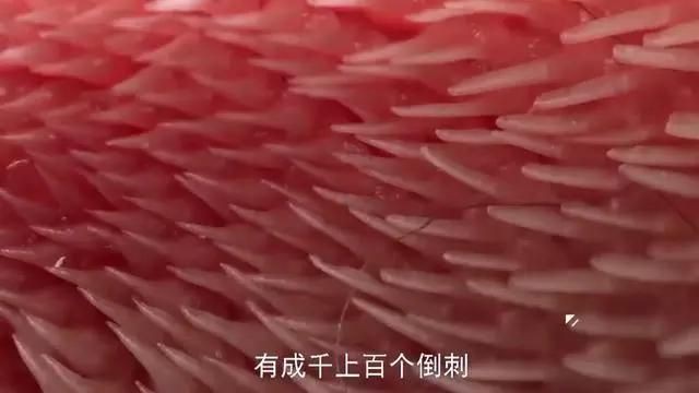 貓吃魚為什么不吐魚刺，《貓吃魚為什么不吐魚刺》