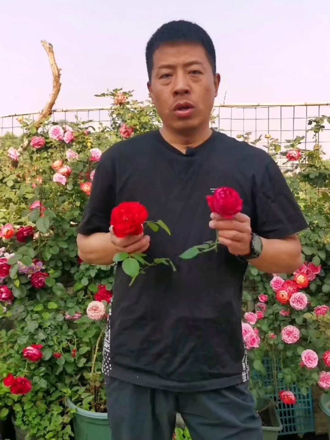 紅龍最建議買三個(gè)顏色，《紅龍最建議買三個(gè)顏色》