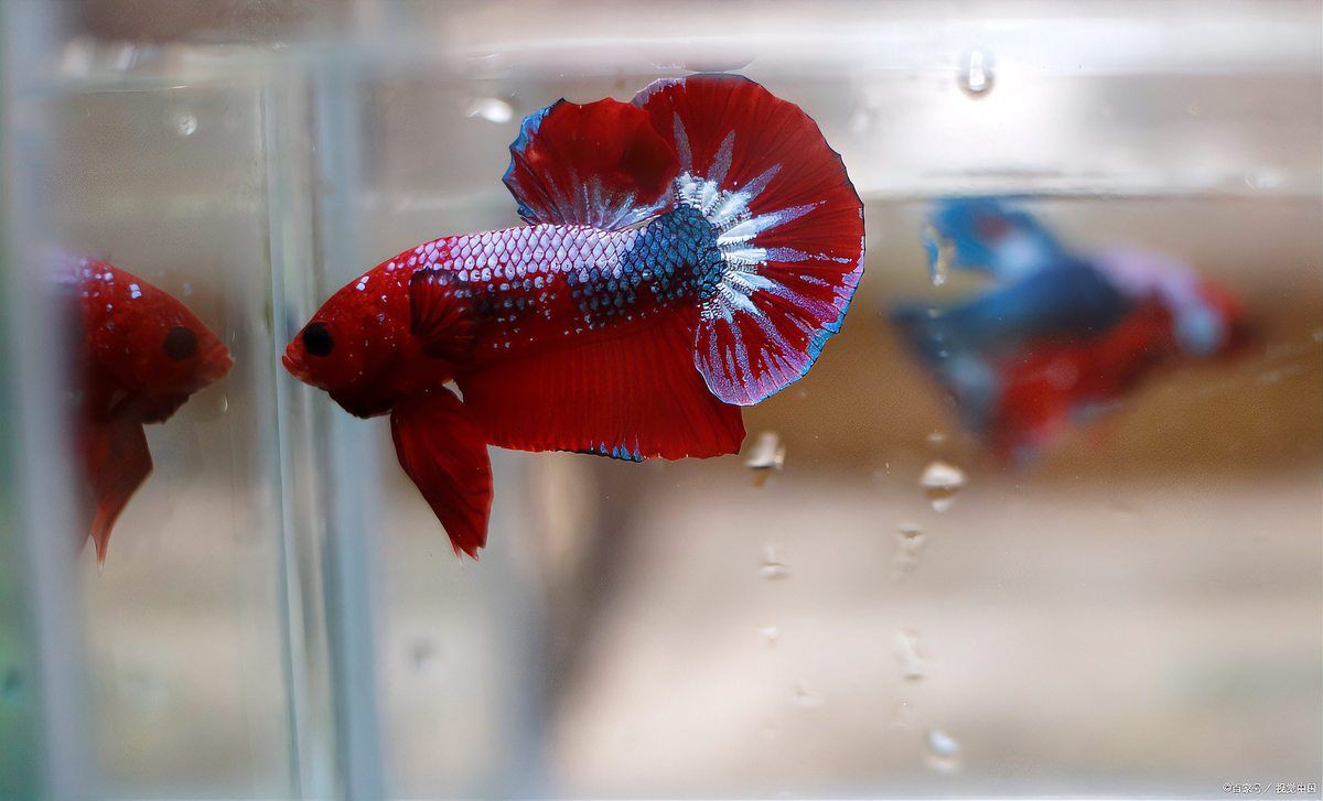 紅尾平克魚最佳處理方法，紅尾平克魚怎么養？