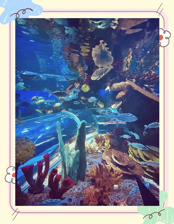 多倫水族店，多倫縣森淼水族花卉店