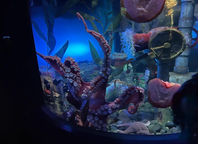 多倫水族店，多倫縣森淼水族花卉店