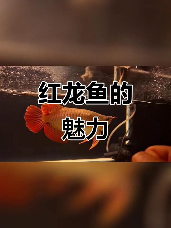 紅龍魚視頻欣賞高清，高清紅龍魚探秘