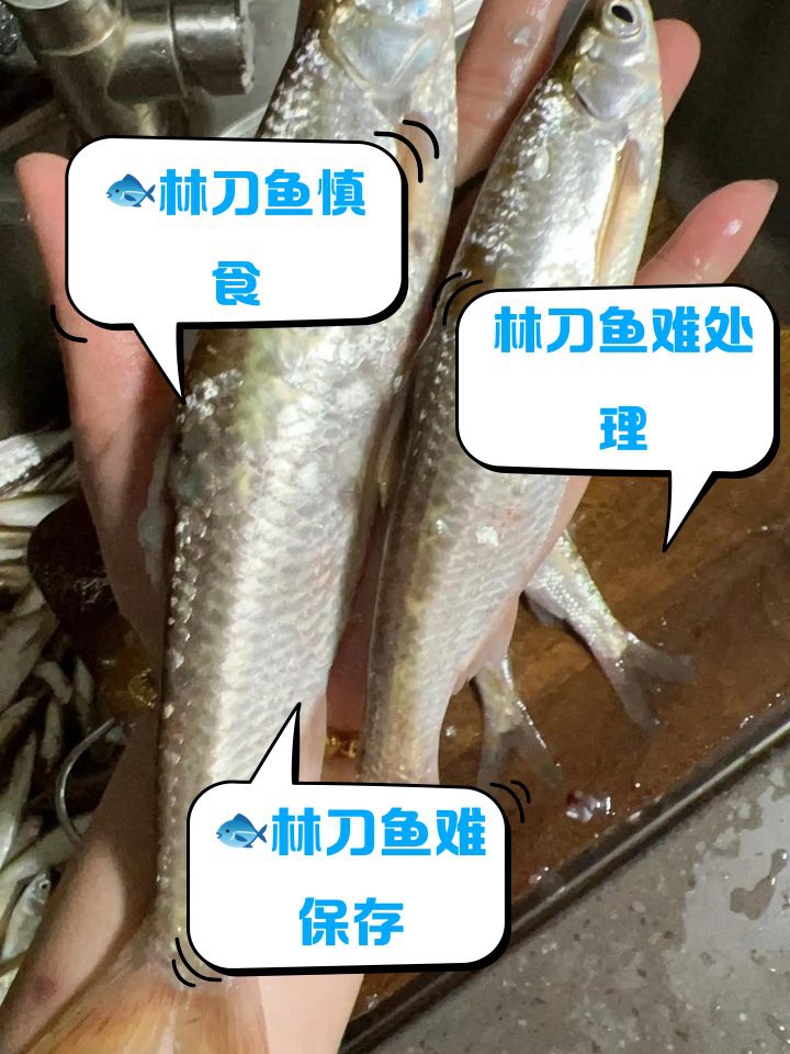 刀魚盡量少吃的原因，關于刀魚的健康問題