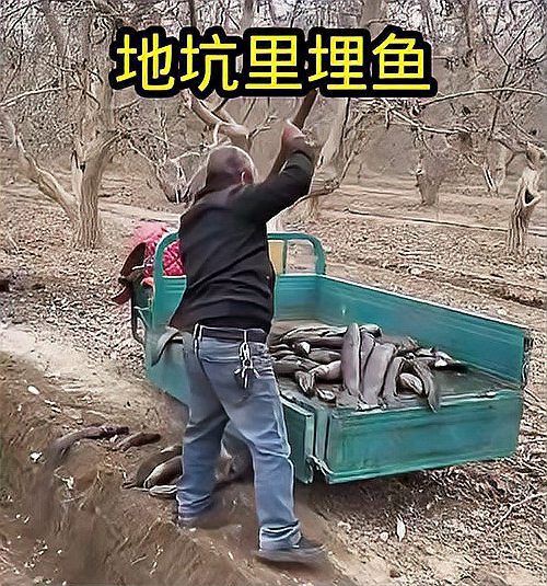 埋葬死魚有哪些禁忌，埋葬死魚有哪些禁忌？