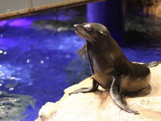 東京最大水族館叫什么，東京最大水族館葛西臨海水族園」2028年翻新