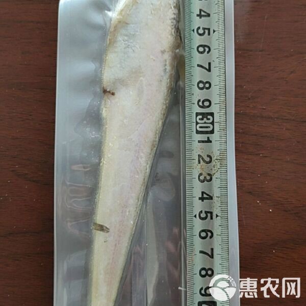 盤錦河刀魚1斤多少錢，盤錦河刀魚價格圖譜猶如遼河三角洲的水系般錯綜復(fù)雜