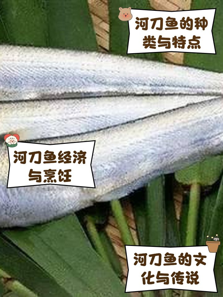 盤錦河刀魚1斤多少錢，盤錦河刀魚價格圖譜猶如遼河三角洲的水系般錯綜復雜
