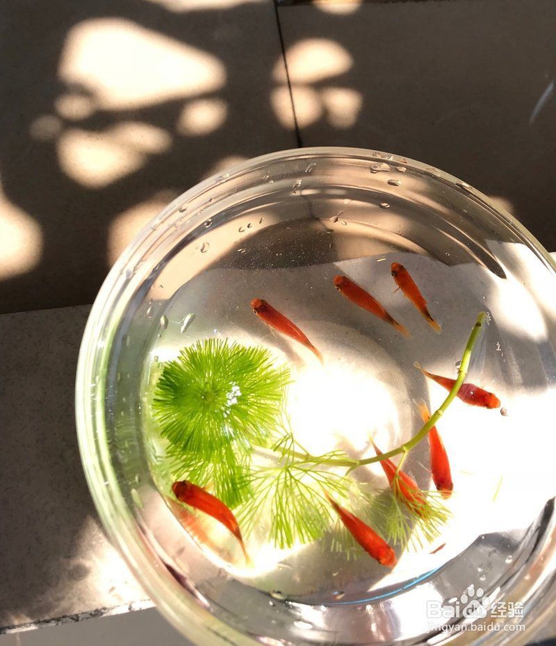 米奇魚正確養法，米奇魚的飼養方法