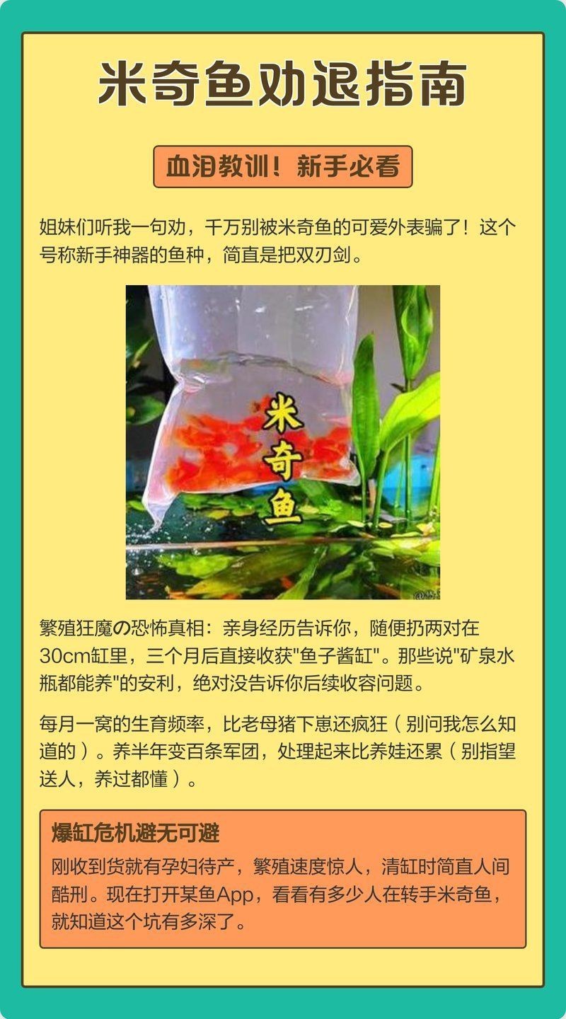 米奇魚正確養法，米奇魚的飼養方法