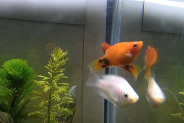 米奇魚正確養法，米奇魚的飼養方法