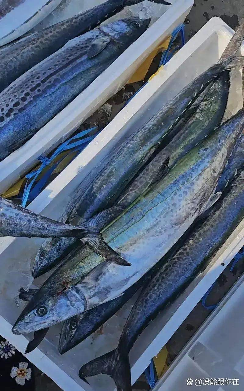 東北吃的燕魚是什么魚，東北食用地區的“燕魚”