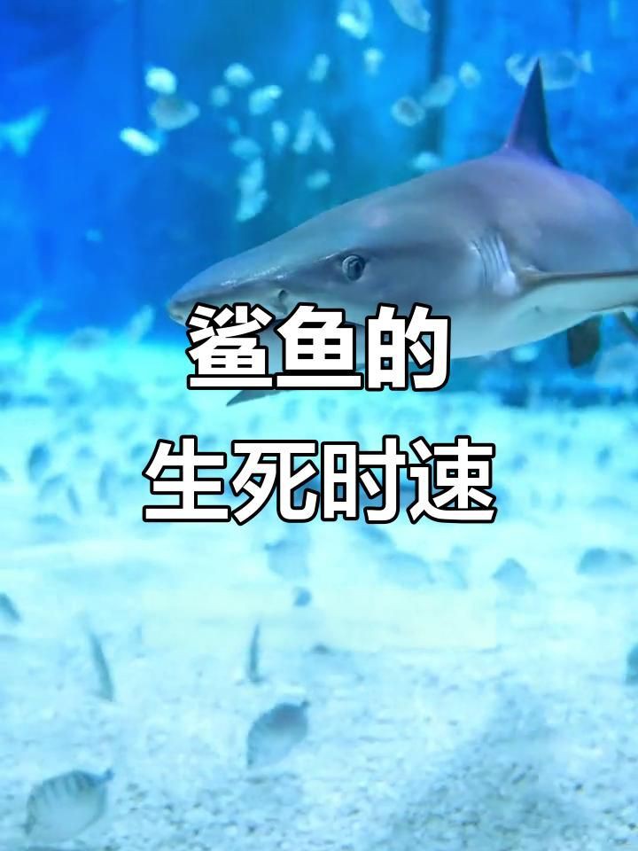 每年有多少人被鯊魚吃了，全球平均每年會有83人無端被鯊魚襲擊