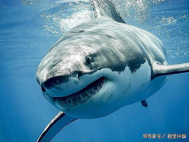 每年有多少人被鯊魚吃了，全球平均每年會有83人無端被鯊魚襲擊