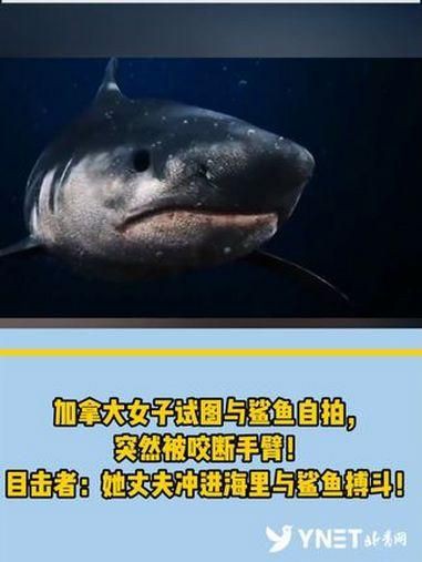 每年有多少人被鯊魚吃了，全球平均每年會有83人無端被鯊魚襲擊