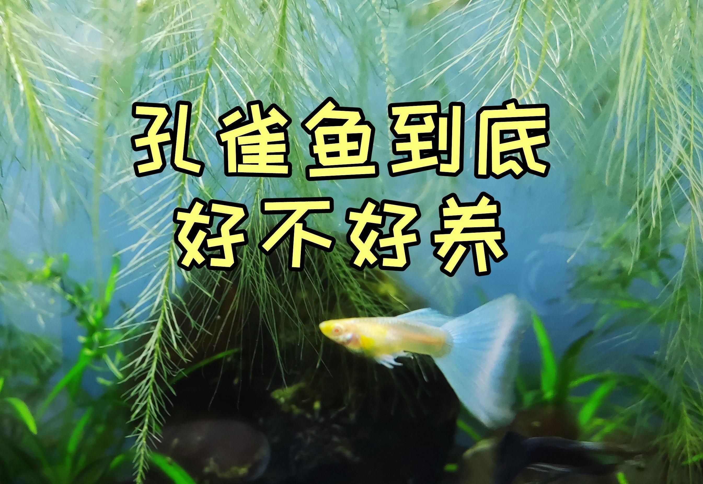 瑪麗魚和孔雀魚哪個好養活，《瑪麗魚和孔雀魚哪個好養活》