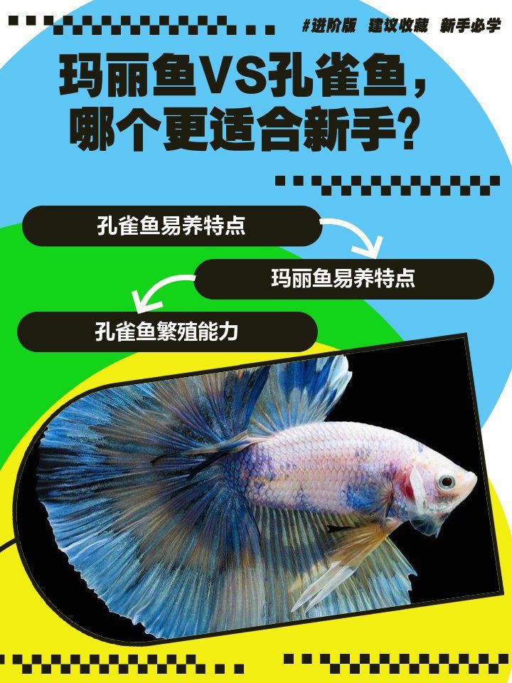 瑪麗魚和孔雀魚哪個好養活，《瑪麗魚和孔雀魚哪個好養活》