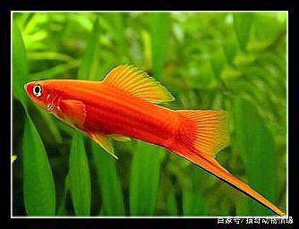 瑪麗魚和孔雀魚哪個好養活，《瑪麗魚和孔雀魚哪個好養活》