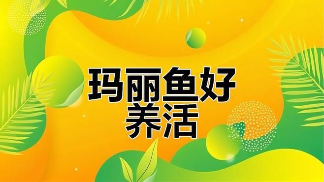 瑪麗魚和孔雀魚哪個好養活，《瑪麗魚和孔雀魚哪個好養活》