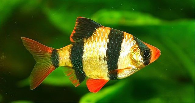 瑪麗魚和孔雀魚哪個(gè)好養(yǎng)活，《瑪麗魚和孔雀魚哪個(gè)好養(yǎng)活》