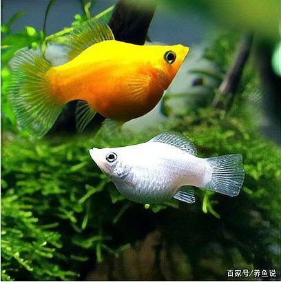 瑪麗魚和孔雀魚哪個(gè)好養(yǎng)活，《瑪麗魚和孔雀魚哪個(gè)好養(yǎng)活》