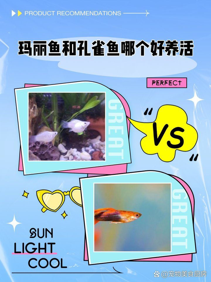 瑪麗魚和孔雀魚哪個好養活，《瑪麗魚和孔雀魚哪個好養活》