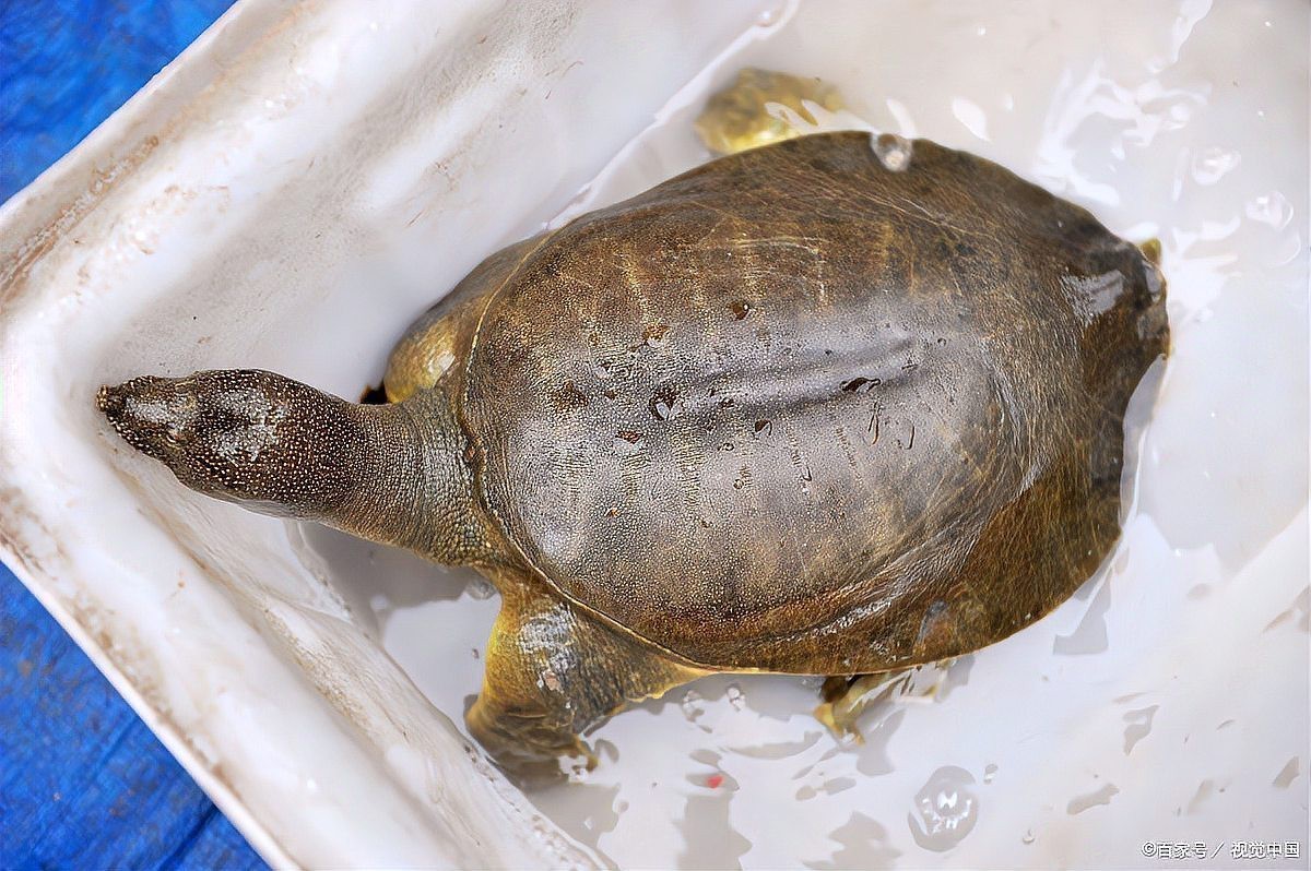 甲魚(yú)養(yǎng)在家里是吉是兇，《甲魚(yú)養(yǎng)在家里是吉是兇》
