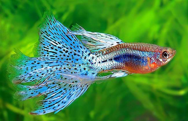 鳳尾魚(yú)為何不建議養(yǎng)，關(guān)于鳳尾魚(yú)飼養(yǎng)的一些問(wèn)題