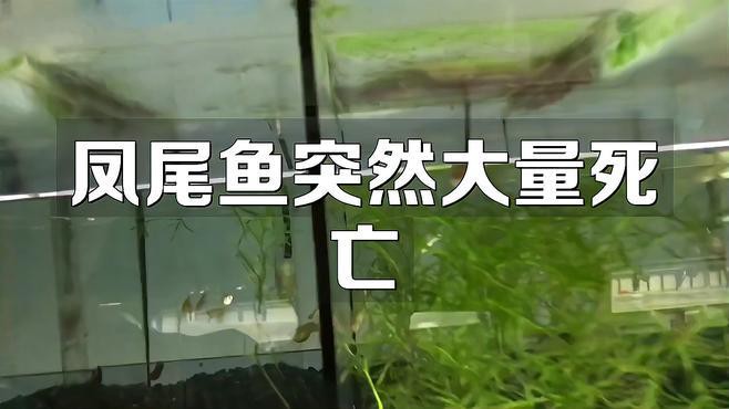 鳳尾魚(yú)為何不建議養(yǎng)，關(guān)于鳳尾魚(yú)飼養(yǎng)的一些問(wèn)題