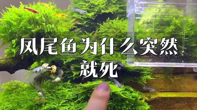 鳳尾魚(yú)為何不建議養(yǎng)，關(guān)于鳳尾魚(yú)飼養(yǎng)的一些問(wèn)題