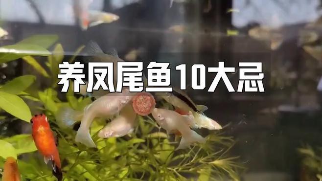鳳尾魚為何不建議養(yǎng)，關(guān)于鳳尾魚飼養(yǎng)的一些問題