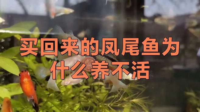 鳳尾魚為何不建議養(yǎng)，關(guān)于鳳尾魚飼養(yǎng)的一些問題