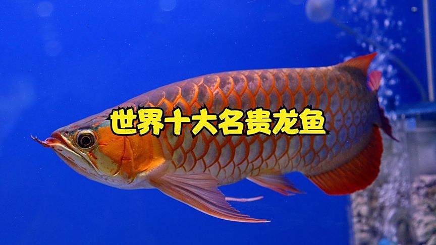 世界十大龍魚品牌，世界十大龍魚品牌分析