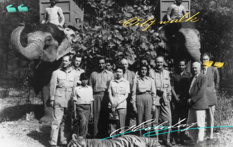 世界上老虎最多的國家，全球老虎數量最多的國家