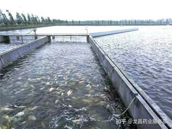 有哪些藥物可以有效治療魚充血？，水產養殖中魚充血是一種常見病癥