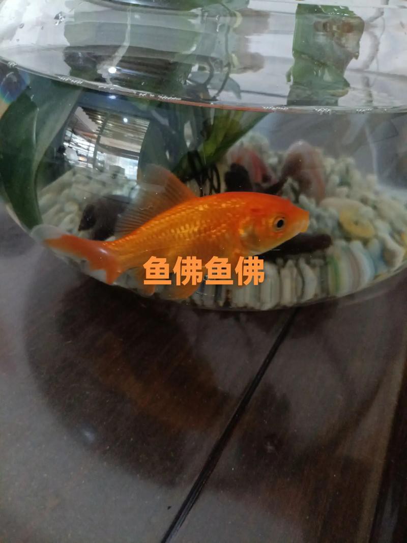 佛與魚的圖片，《佛與魚的圖片》——佛與魚的奇妙相遇
