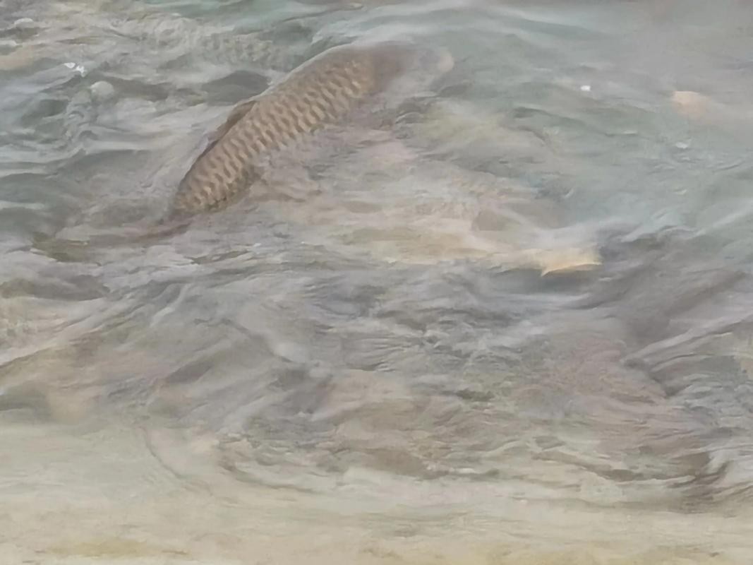 佛與魚的圖片，《佛與魚的圖片》——佛與魚的奇妙相遇