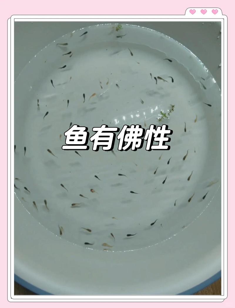 佛與魚的圖片，《佛與魚的圖片》——佛與魚的奇妙相遇