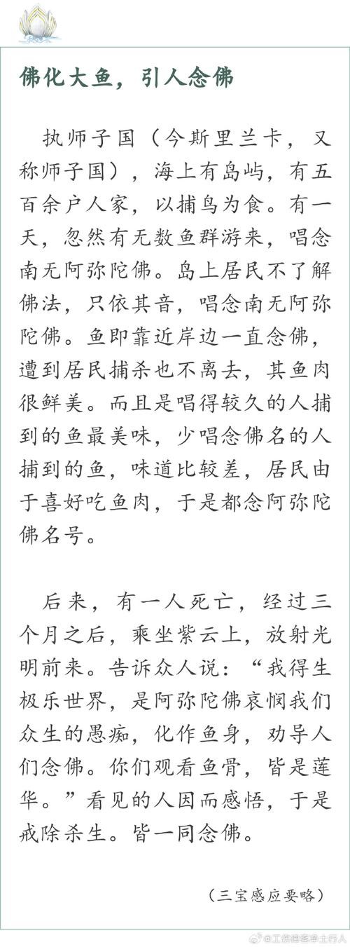 佛與魚的圖片，《佛與魚的圖片》——佛與魚的奇妙相遇