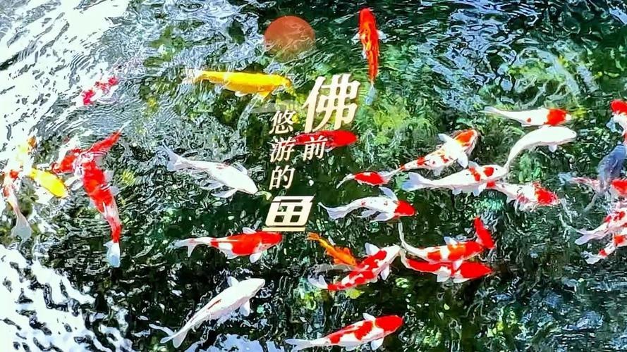 佛與魚的圖片，《佛與魚的圖片》——佛與魚的奇妙相遇