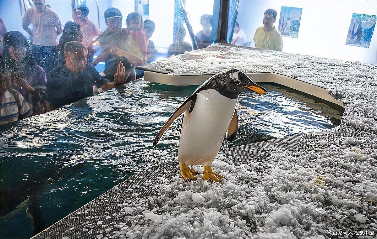 國家水族館名錄一覽表最新版，《國家水族館名錄一覽表》全面梳理了國內(nèi)外知名水族館信息
