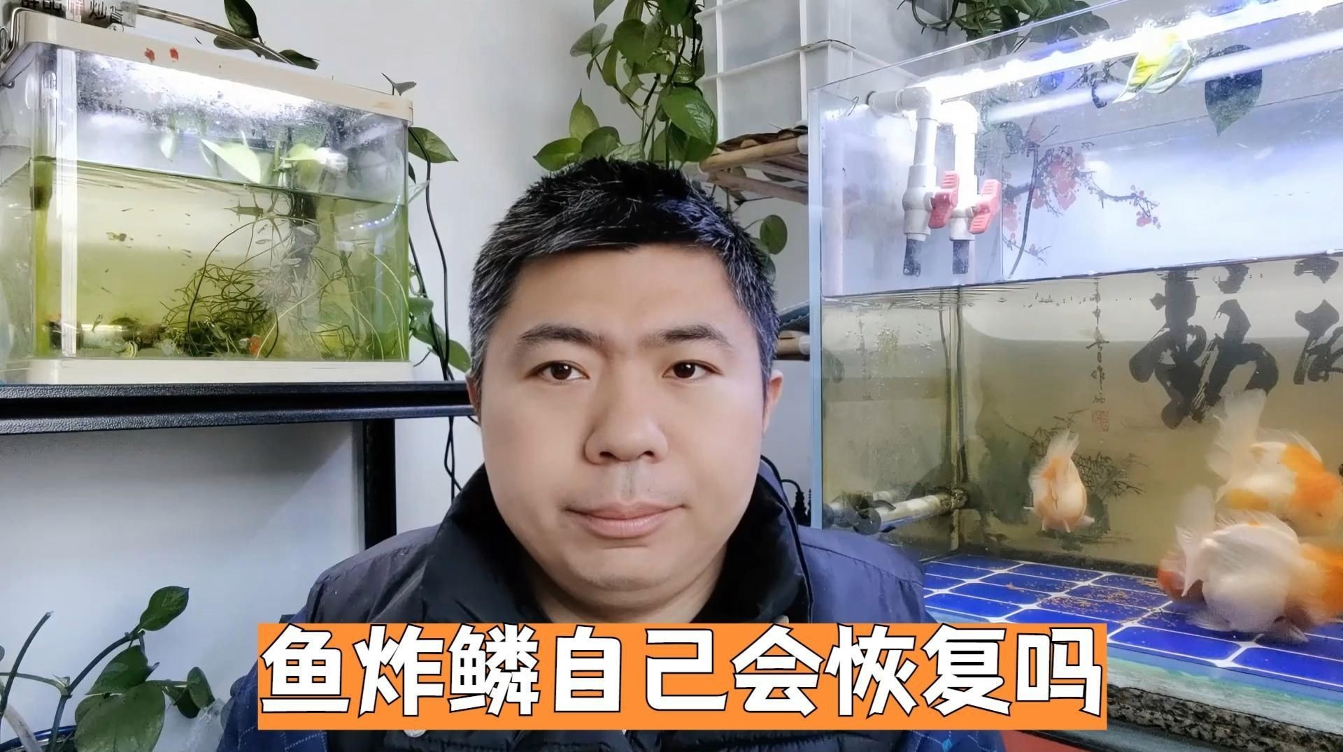紅龍魚炸鱗會自愈嗎？，紅龍魚炸鱗了一般活不了嗎江月行客魚炸鱗自己會恢復嗎