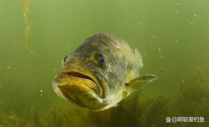 盧魚一年能長多大，鱸魚怎么買為何“肚子大小”關乎口感要明白這點 盧魚一年能長多大，鱸魚怎么買為何“肚子大小”關乎口感要明白這點 龍魚百科 第2張
