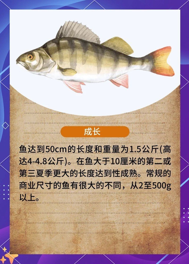 盧魚一年能長多大，鱸魚怎么買為何“肚子大小”關乎口感要明白這點 盧魚一年能長多大，鱸魚怎么買為何“肚子大小”關乎口感要明白這點 龍魚百科 第3張