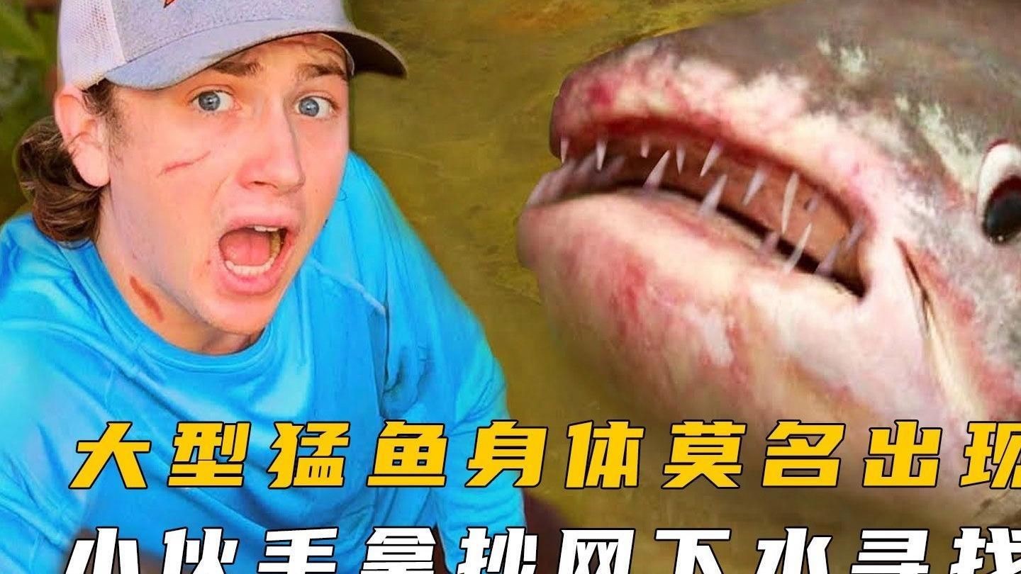 猛魚打架，《猛魚打架》在神秘的水域世界中一場激烈的戰斗正在上演