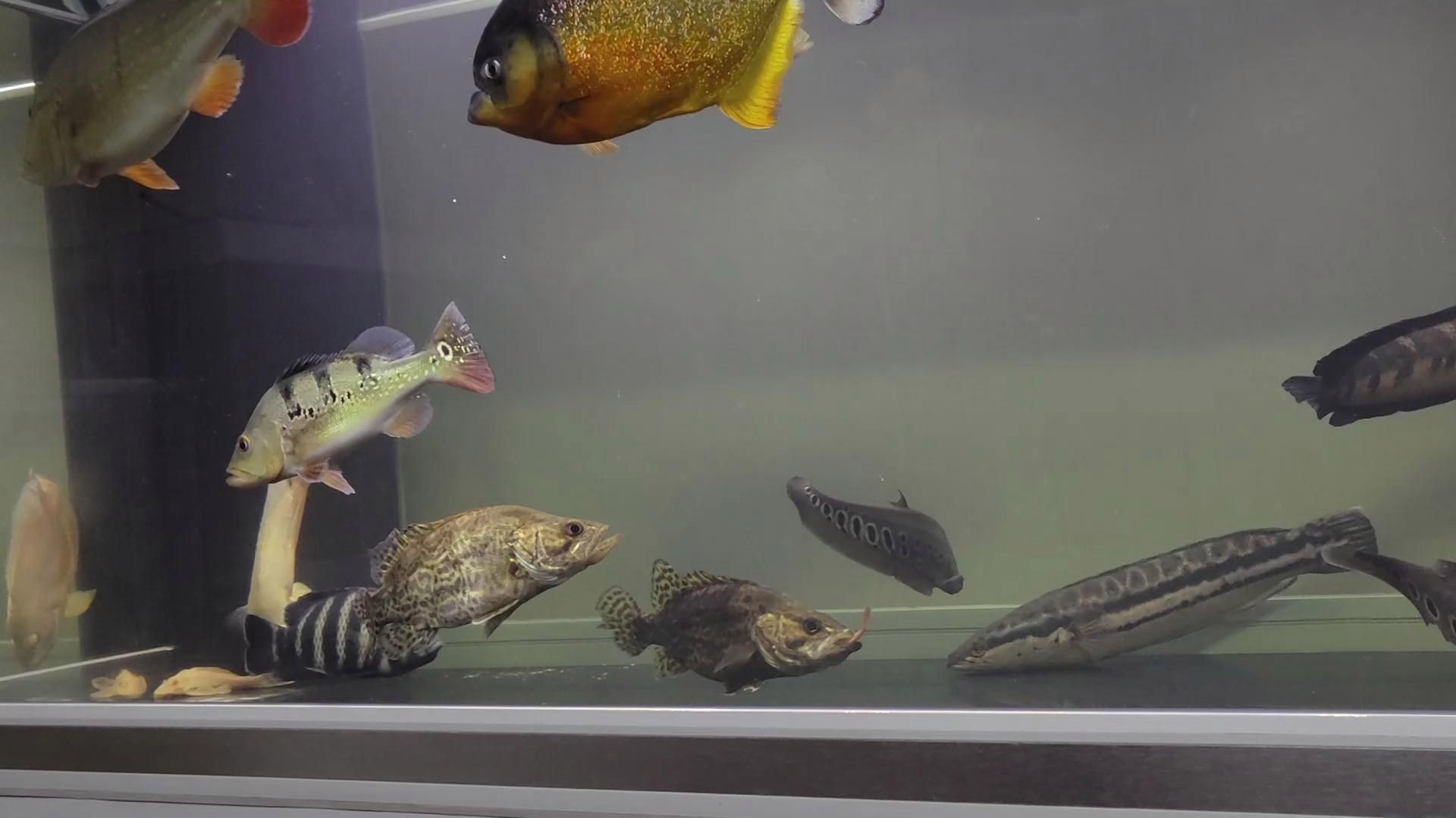 猛魚打架，《猛魚打架》在神秘的水域世界中一場激烈的戰(zhàn)斗正在上演