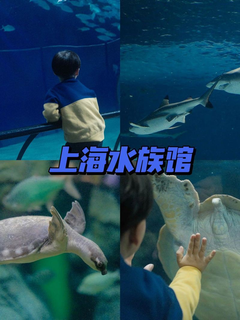 大寧水族店，大寧水族店和東莞虎門往后漁生水族館哪個更大