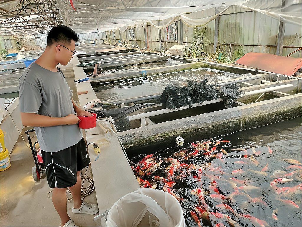 寧晉龍魚店，寧晉龍魚店有哪些品種