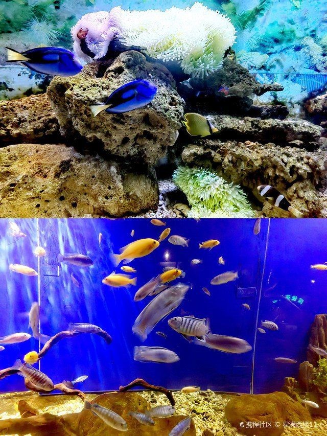 金華水族店，揭秘金華水族店經營范圍有哪些