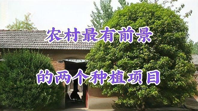 空房子養殖什么掙錢快，《空房子養殖什么掙錢快》高密度養殖讓你年賺三十萬