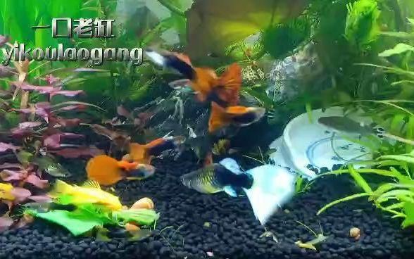 甲硝唑對哪些魚類疾病有效，甲硝唑可以給魚殺蟲嗎戀顏癖甲硝唑使用指南